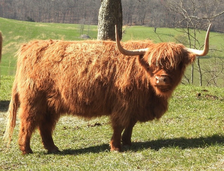 Loc Moire NicToiseach a proven Highland Cow