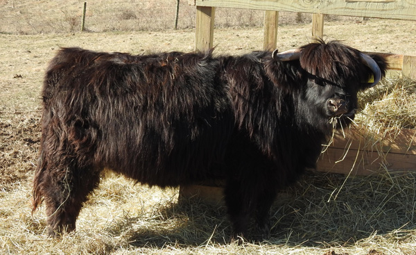 Black highland cow named DH Lulu at Elm Hollow Farm in Treadway TN