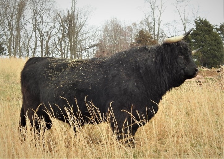 Majestic black highland bull profile image in tall winter pasture named Big Ridge Voodoo Magic