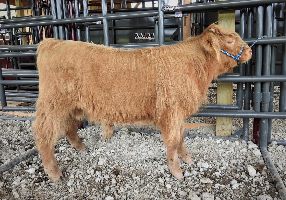 Highland calf named Maximus halter trained and standing in show pose