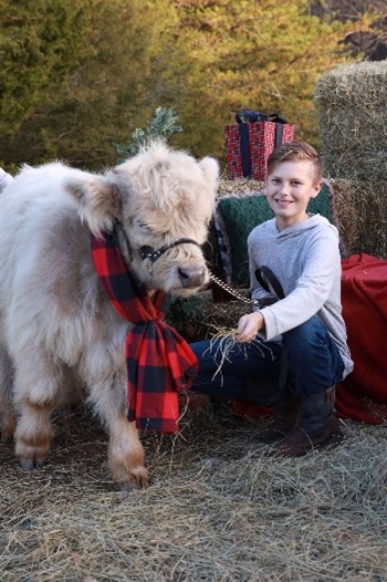 Middle schooler leading Highland calf on halter with Christmas decorations