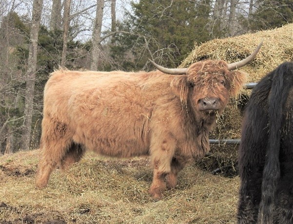 A Highland cow named Muirneag standing by a round bale feeder