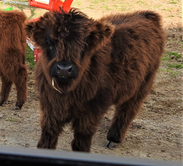 Highland calf Murtagh at three months old at Elm Hollow Farm
