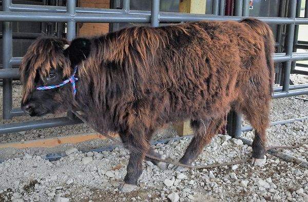 Highland bull calf shown wearing halter at Elm Hollow Farm