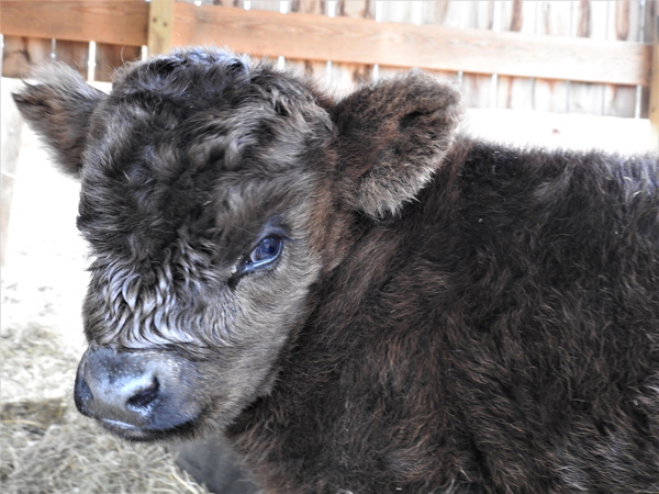 Highland calf Murtagh at ten days old at Elm Hollow Farm