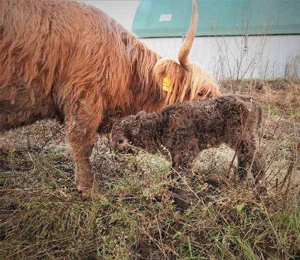 Red Highland cow cleaning off newborn Dun colored heifer calf named Jaffa