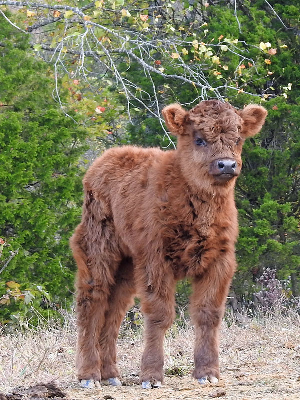 Highland Calf Nutmeg at Two Weeks Old