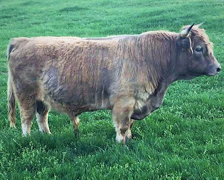 Sire of Highland Calf Nutmeg, An Unregistered Bull Named Sam