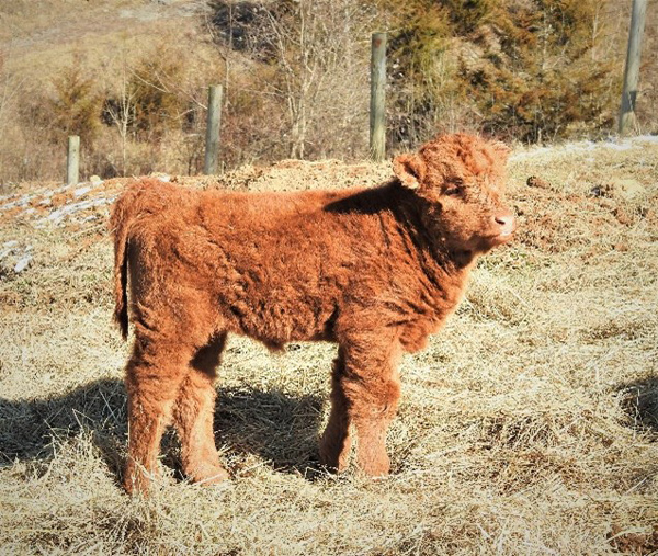 A red Highland heifer calf just one month old "Katie Sue"