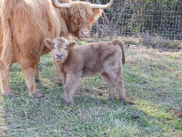 One week old Highland calf with mother