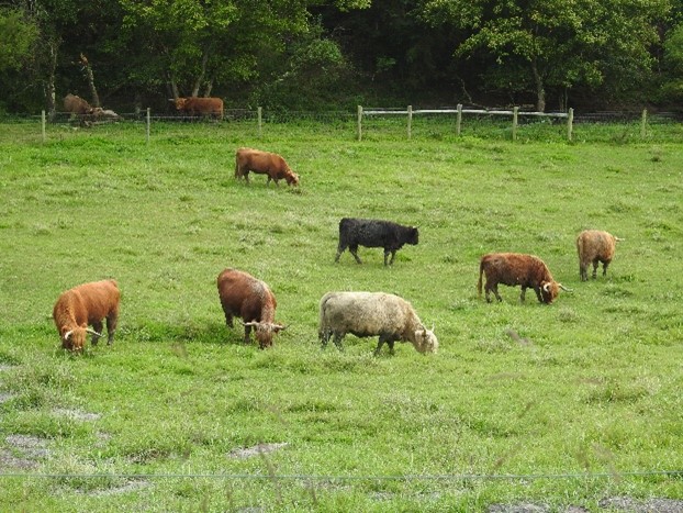 A small pasture full of Highland cows in different colors