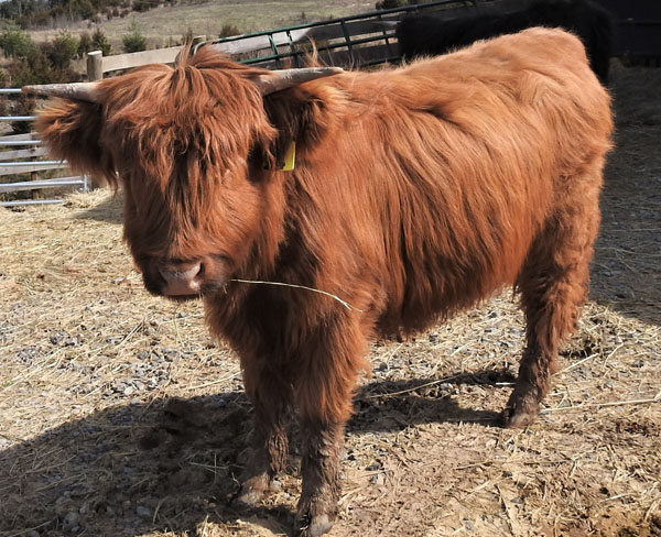 Highland Heifer named Peggy Sue at Elm Hollow Farm