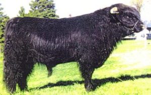 Young Highland bull with long shaggy black hair