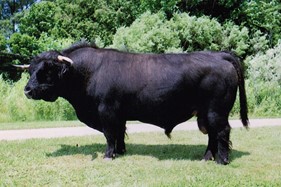 Mature black Highland bull named Philip 1st of Hi-Arrow
