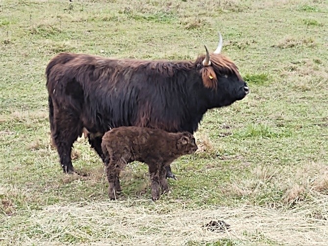 Highland cow with her fuzzy newborn calf