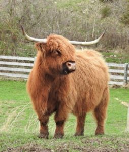 Stocky light red Highland cow with absolutely huge set of horns