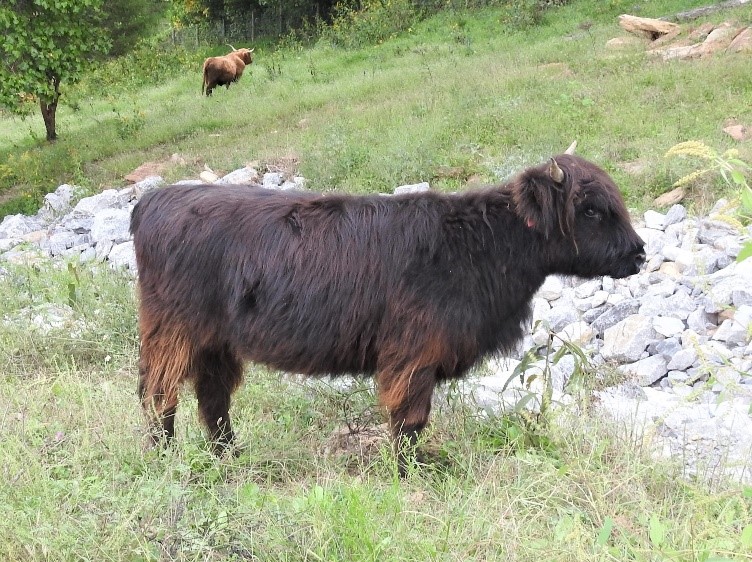 Highland heifer calf about 9 months old standing by a rocky bank