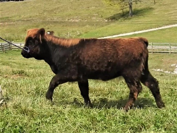 Highland calf with black fur and blond highlights being led thru field on a halter