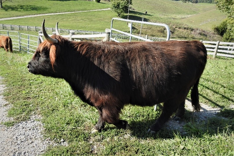 Friendly Highland cow black fur with blond highlights