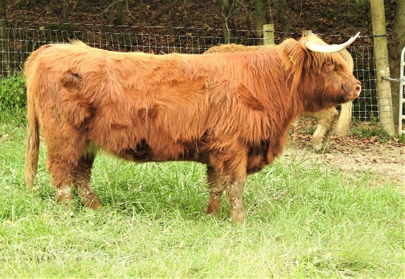 Side view of large red Highland cow