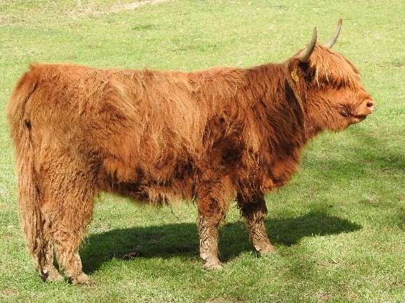 Profile view of Highland cow in green close-cropped pasture