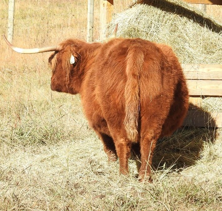 Very pregnant Highland Cow shown from behind with noticable baby bump.