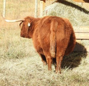 Rear view of very pregnant Highland cow showing baby bump on right hand side