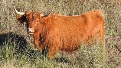 Red Highland Cow in Tall Grass at Elm Hollow Farm