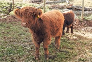 A red Highland heifer name Windy at one year old