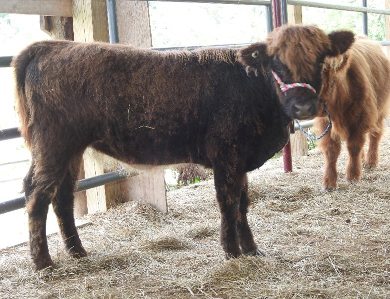 Six month old Highland heifer calf changing color to black as she loses winter calf fluff