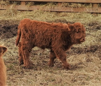 Very young Highland calf with red coat