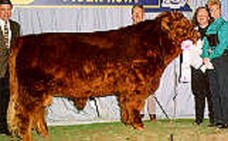 Red Highland champion bull in show ring
