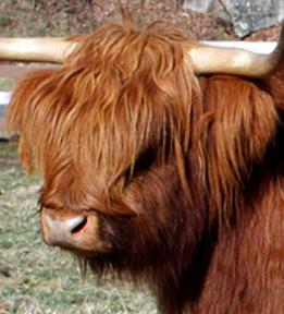Highland cow head with bushy forelock as per standards