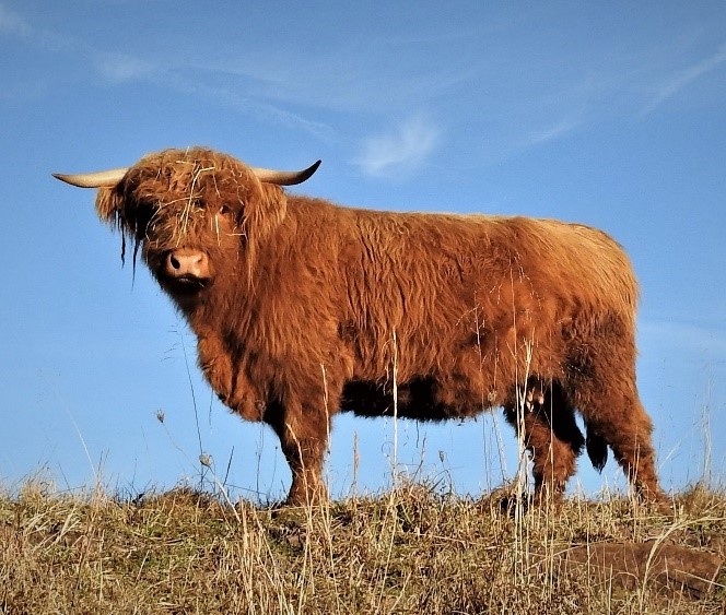 Red Highland cow standing up on a ridge