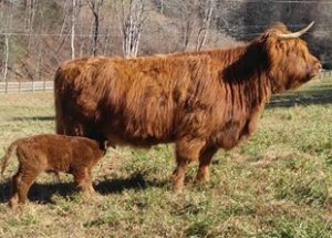 Red Highland cow named Gretel with her young calf nursing