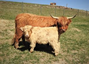 Red Highland cow "Emma Jane" with her white calf