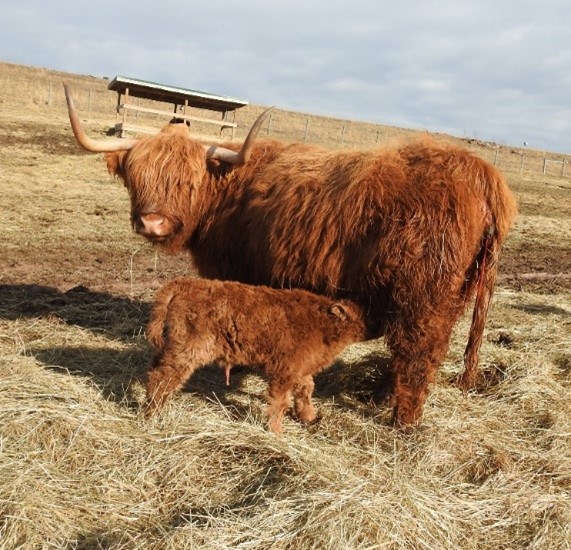 Red Highland cow on side of hilly pasture with newborn calf nursing