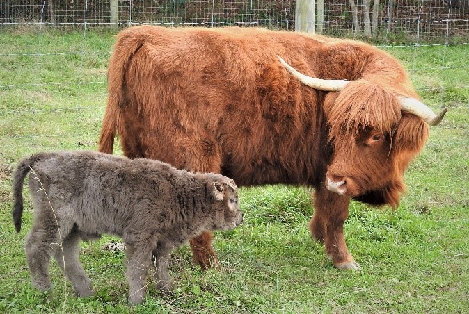 Red Highland cow with a young silver calf at her side