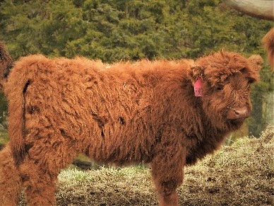 Side view of very fluffy three month red Highland calf named Kallie's Lass