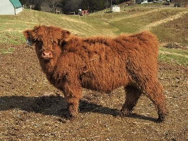 Profile view of red Highland steer calf named Kodiak Bear