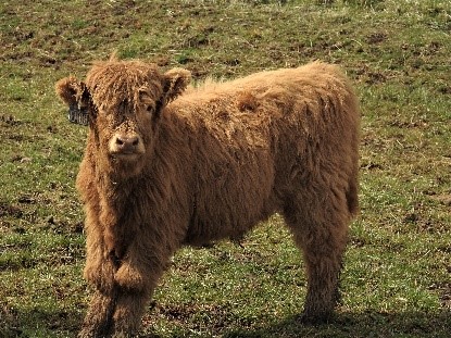 Young red Highland steer calf looking at camera with inquisitive expression