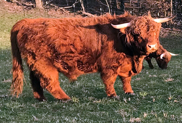 Magnificent red Highland bull Red Road's Rufus at Elm Hollow Farm