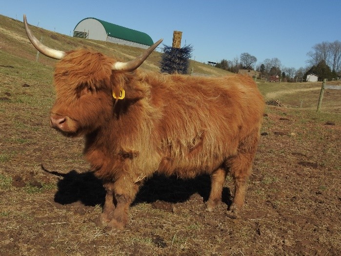 Red fluffy Highland cow with hair ruffling on a windy day