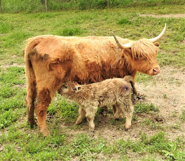 Red Highland cow named Never Enough with her tawny heifer calf nursing