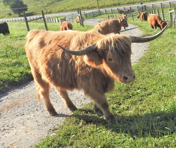 Red Highland cow in bright sunlight with huge horns
