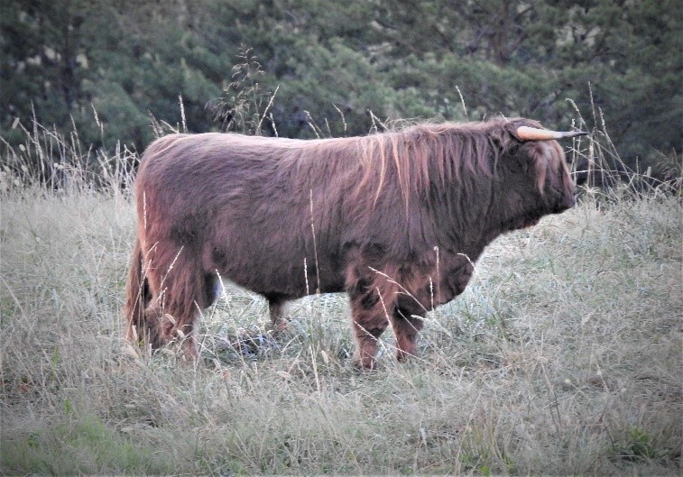 Pure bred registered brindle Highland bull
