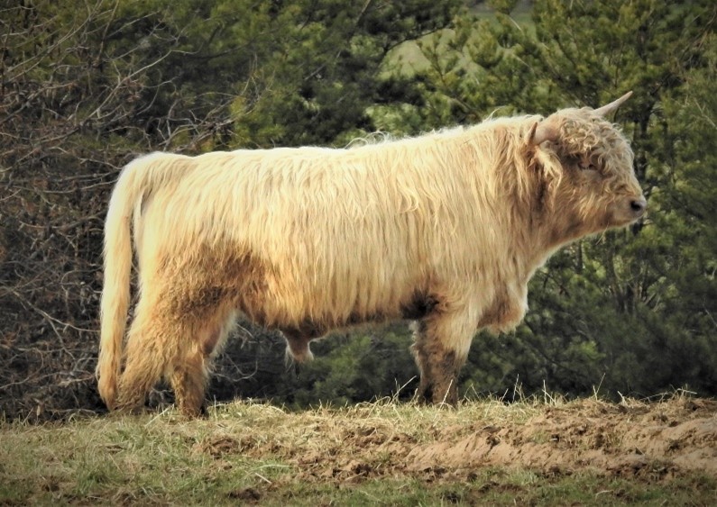 Registered Highland bull, silver in color, shown in profile