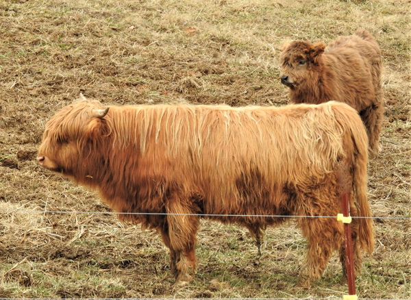Profile of registered Highland bull O'Ganach of Elm Hollow Farm showing exemplary structure