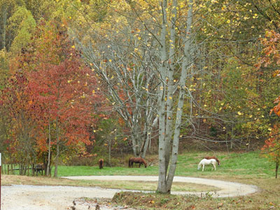 Rescue Horses Grazing at Pasture With Fall Foliage