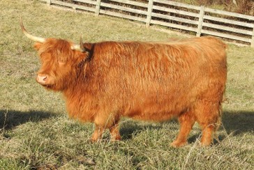 Rockhouse Katherine a red highland cow
